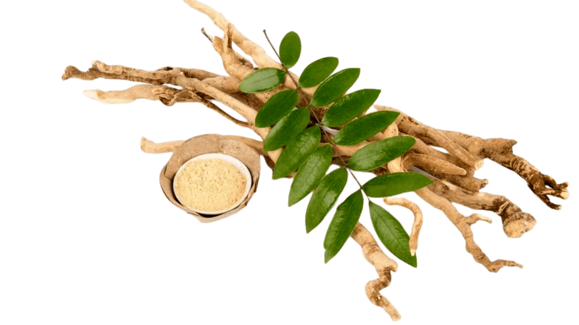 Long-leaved eurycoma root - combination Man Plus