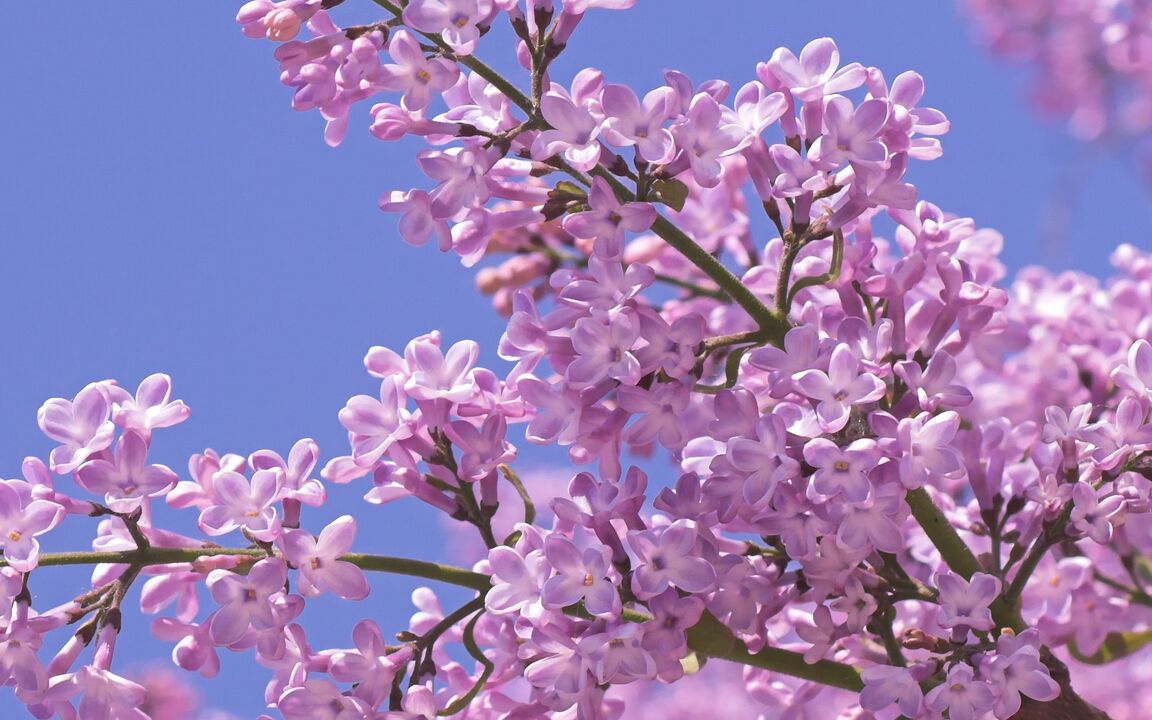 lilac to increase activity
